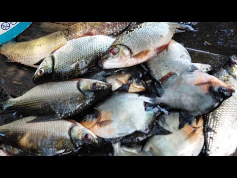 Pescaria de malhadeira no igapó do Ipixuna río Tapauá 