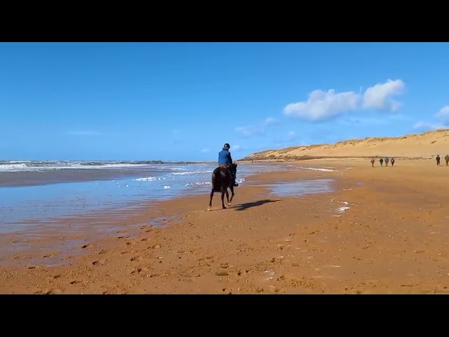 Vous recherchez un cheval toutes disciplines ? 