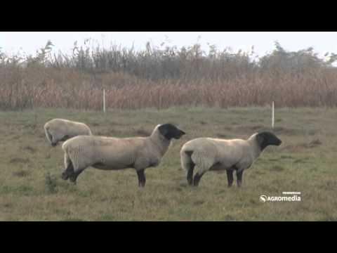 Ima li razloga da strahujemo zbog pojave šuštavca_424_31.10.2015.