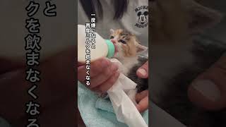 TNR予定の母猫から生まれた子猫 #かわいい猫 #保護猫 #子ネコ #ネコ #動物プロダクション #ねこ動画 #ねこ