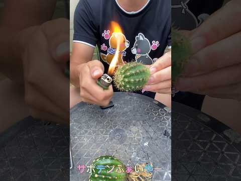 鉢植えと地植えの屋外サボテン：フランスで育てるべきグラフィック品種はどれですか?  庭園