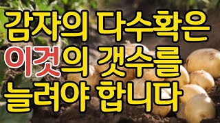 감자의 다수확은 이것의 갯수를 늘려야 합니다