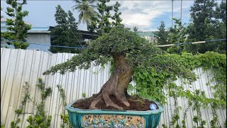 Download the video "Giao lưu 4 tác phẩm Tùng la hán hàng 2 người bê hàng đẹp tại vườn.#0975282803 "