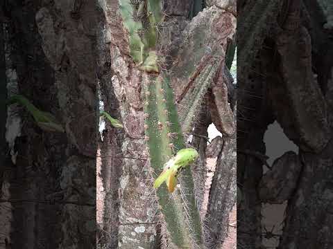 CATARINA CEARÁ 17/01 2026!