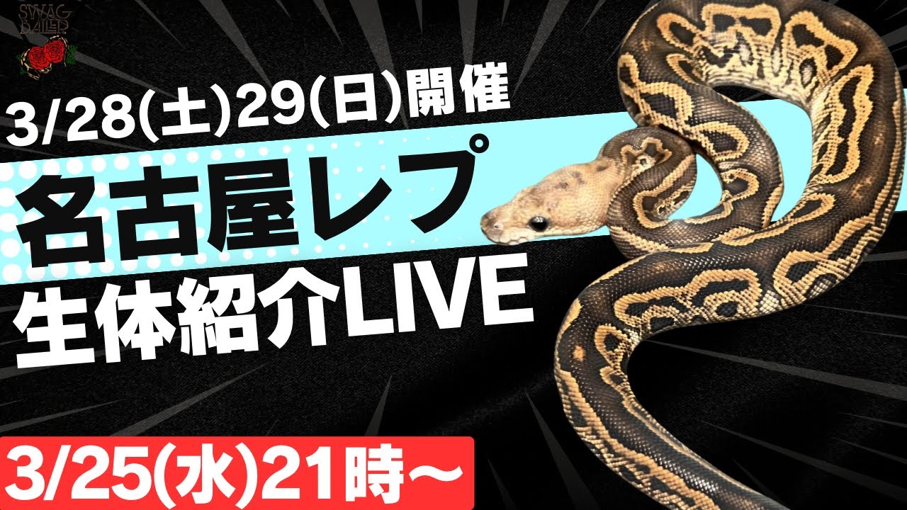 【ナゴレプ】生体紹介ライブ！