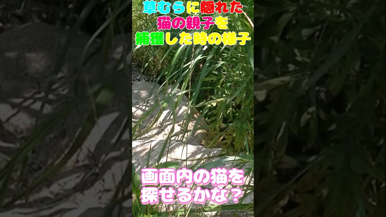 【再掲】草むらに隠れた猫の親子を捕獲した時のお話し　昨日ショートでアップできていませんでした。#保護猫 #子ネコ #子猫 #kitten #ねこ #cat #cats #猫
