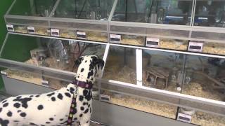Ira Dalmatian dog from Pjegava Sanjaska kennel in pet shop looking mice and parrot