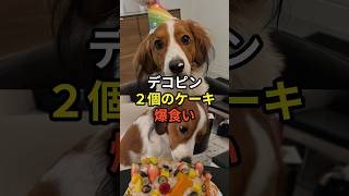 大谷翔平の愛犬デコピン、２歳の誕生日ケーキが話題 #shorts #ドジャース #大谷翔平#山本由伸#佐々木朗希#デコピン