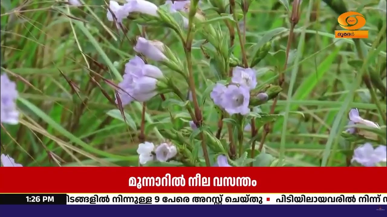 മൂന്നാറിന്റെ മലനിരകളിൽ നീലക്കുറിഞ്ഞി; അപൂർവ കാഴ്ചയ