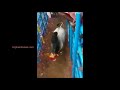 அமைச்சர் விஜயபாஸ்கரின் கொம்பன் காளை 