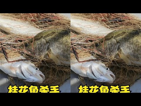 野河撒网，大哥遇到桂花鱼群，这么好的资源还要啥手法 #捕鱼达人 #撒网捕鱼 #桂花鱼 #鳜鱼 #渔民生活