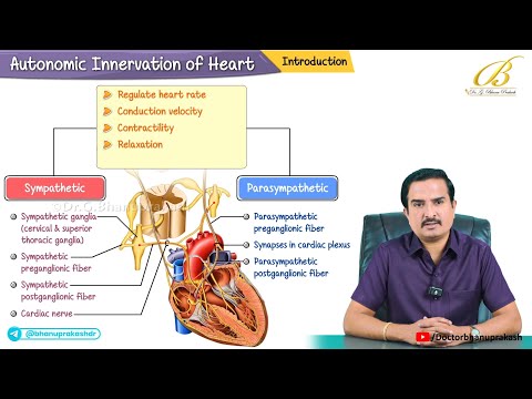 Autonomic Innervation of the Heart Animation🫀 Sympathetic vs Parasympathetic Effects | USMLE Step 1