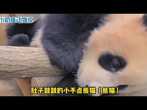 《福宝之歌》爱宝乐园为财阀小公主福宝写的歌曲