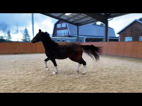 2018 gelding by Borsalino