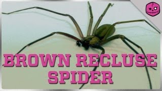 Brown Recluse Spider: The Anti-Social Arachnid