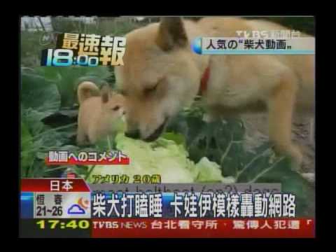 會吃高麗菜的柴柴(原發表者:GUANJIA)(影片)