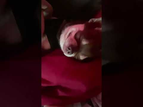 Relaxation #dima #dog