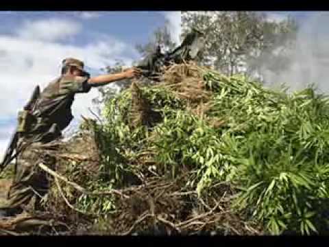 Sweet Leaf video
