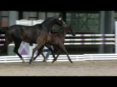 ZG Eppinger-Klug, Feinrich-Desperados-Sandro Hit