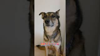 おはようまるちゃん🌞#雑種犬 #雑種 #保護犬 #犬のいる暮らし #いぬのいる生活 #犬のいる生活 #保護犬との暮らし #愛犬 #かわいい犬 #いぬ #犬 #犬動画