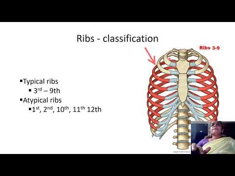 THORAX   4  RIBS   TYPICAL  GENERAL FEATURES