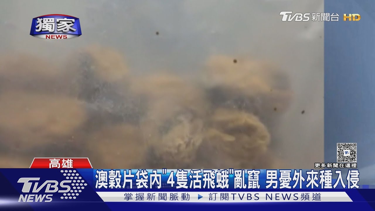 噁！澳洲進口穀片袋內「4隻活飛蛾」亂竄　男憂外來種入侵