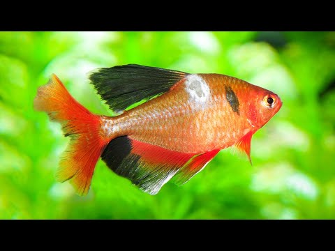 The Best Way to Ensure Your Fish are Healthy