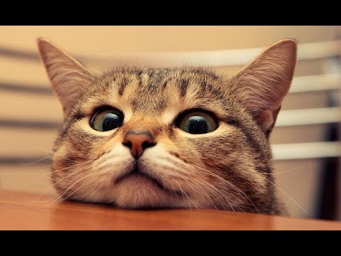 KEDİ SESİ BİR HARİKA !