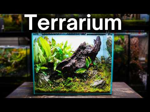 Turning An Aquarium Into a Lush Terrarium Ecosystem