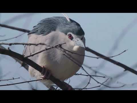 Nie bądź ślepy na ślepowrona - wersja telewizyjna