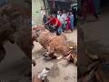Massive Indo Brazil Bull Grounding 2024 Qurbani Gorur Haat Shorts Pets Animals Cow Goru