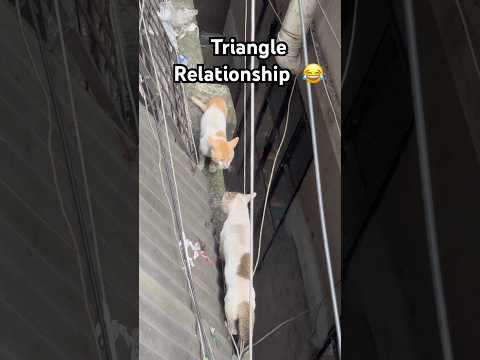 battle of love #rajib #rajibhossain #catfight