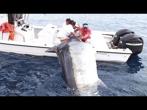 Amazing Level Giant Swordfish Fishing skill - Big Catch Swordfish & Black Marlin Strongest The Sea