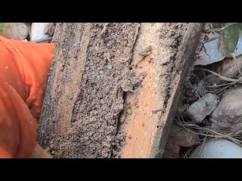 Termite Monitoring System Doing It's Job in Lincroft, NJ