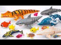 Toy Asmr Crocodile RC Shark Baby Shark Zuru Robo Alive Aquarium ASMR Satisfying With Unboxing