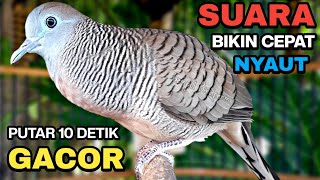 Download lagu Perkutut Lokal Gacor Suara Besar Pancingan Burung Perkutut Agar Cepat Bunyi. mp3 Download lagu Perkutut Lokal Gacor Suara Besar Pancingan Burung Perkutut Agar Cepat Bunyi. mp3