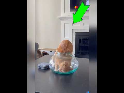 Los gatos se meten en cualquier lugar 😱😭