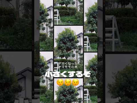 ボール状に剪定：どの低木がこのために作られていますか？シンプルに進めるにはどうすればよいでしょうか？  庭園