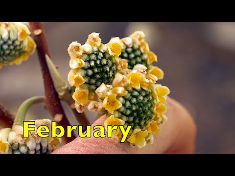 Early February Colony Inspection/Beekeeping