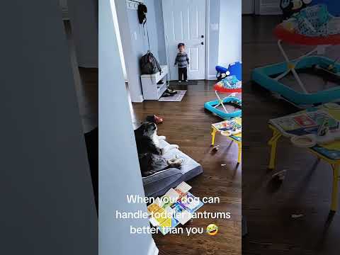 Funny and cute dogs compilation#funnydogs#cute#doglover#doglife#cure#dogshorts#pet#doglife#dogshorts