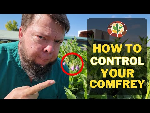 Finally! Control Your Comfrey Bed