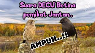 Download lagu Kicau Burung | SUARA DECU BETINA PEMIKAT JANTAN, untuk suara pancingan.. mp3