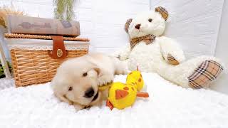 ゴールデンレトリバーの動画02