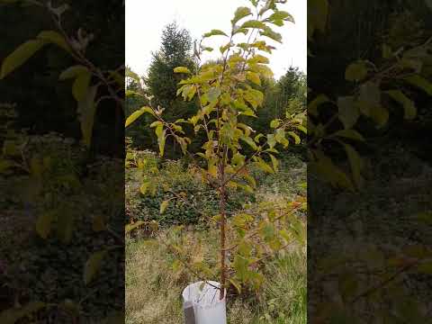 Wuchshüllen zum Schutz vor Verbiss und Verfegen durch Schalenwild