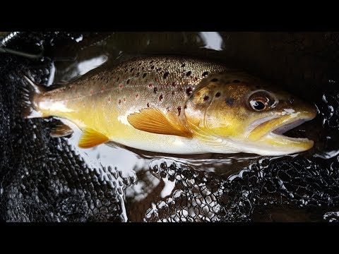 Fly fishing on a popular trout stream