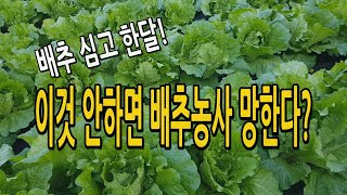 배추 심고 결구되는 시기에 중점적으로 해야되는 병충해와 방제법 알아봅니다.
