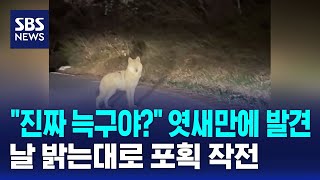 진짜 늑구야? 엿새만에 발견..날 밝는대로 포획 작전 / SBS