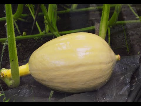 Pumpaodling från frö till frukt