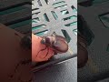June bugs #shorts #bugs