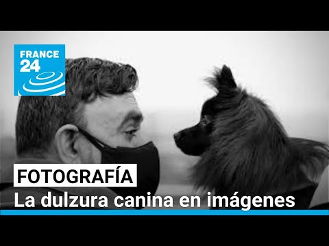 ‘Compañeros de vida’, un homenaje a los perros a través de la fotografía • FRANCE 24